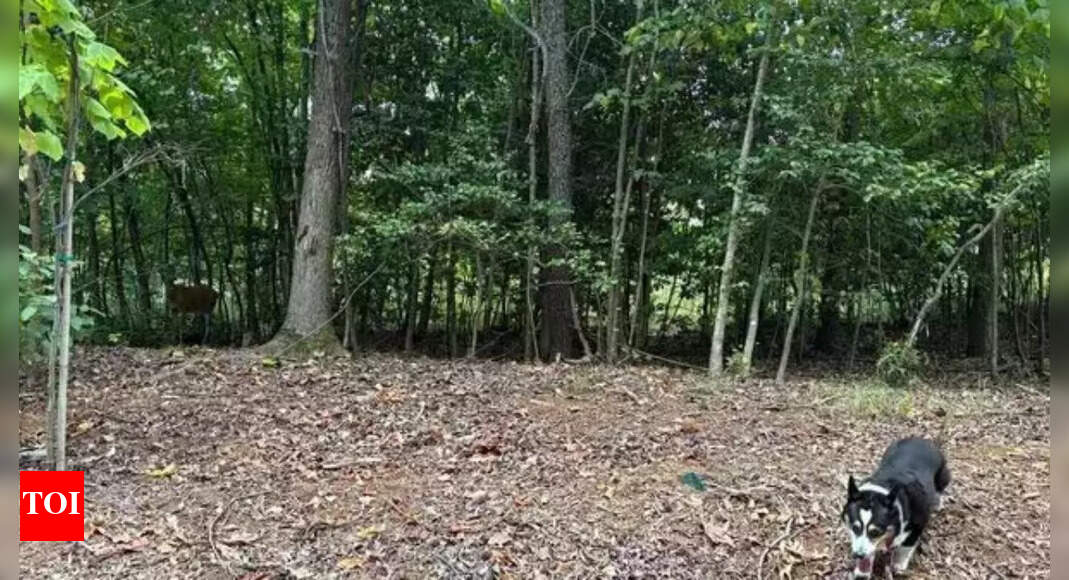 Optical Illusion: Can you spot the hidden deer in this forest illusion? Only the sharpest minds can – Times of India