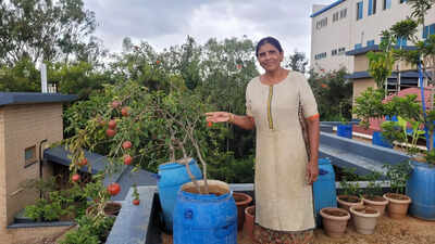 Many Bengalureans are growing their own fruits and vegetables