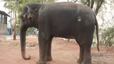 Annual award instituted in memory of Dasara elephant Arjuna; first honour to be presented on August 4 at Karnataka’s Gajapayana