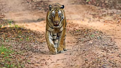 Two tigers kill six cattle in Nilgiris