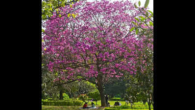 Bengaluru’s Cubbon Park date event sparks public backlash, gets scrapped