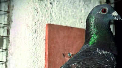 22 took off, 14 made it: Pigeon flies 1,790km from Delhi to Karnataka's Mandya in 52 days; wins South India's federation race