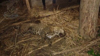 Leopard that injured 5 in Amethi found dead in cattle shed, believed to be killed by buffaloes