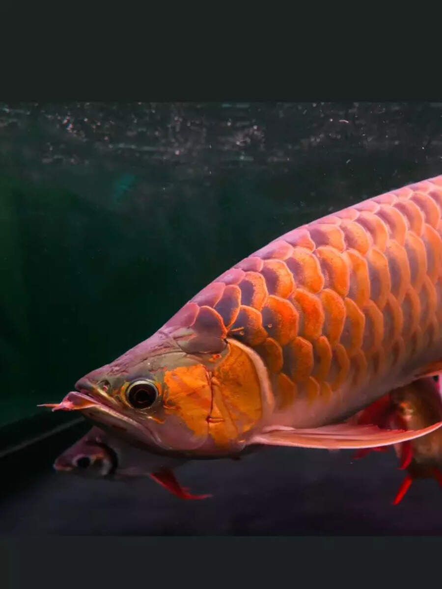 10 things to know before getting an Arowana fish for good luck