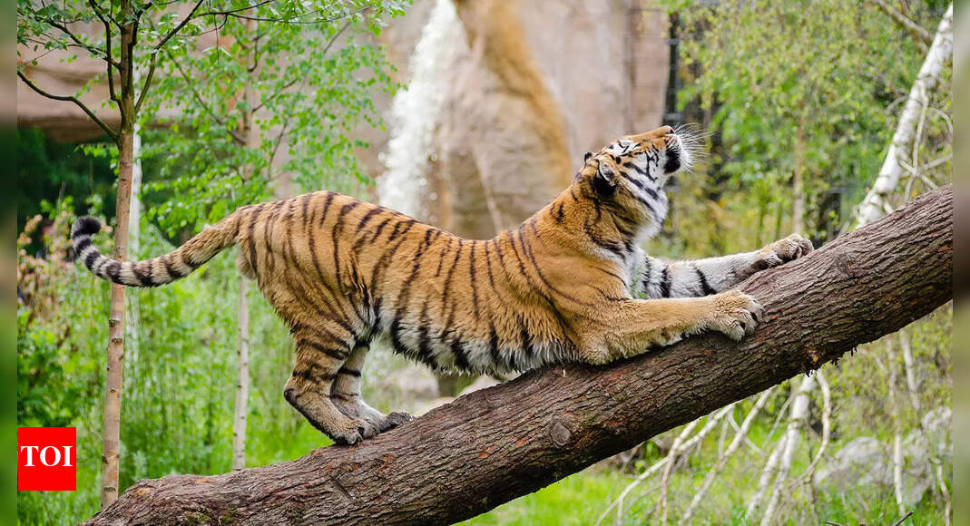 After 10 years, tigers may come roaring back in Cambodia — with India’s help