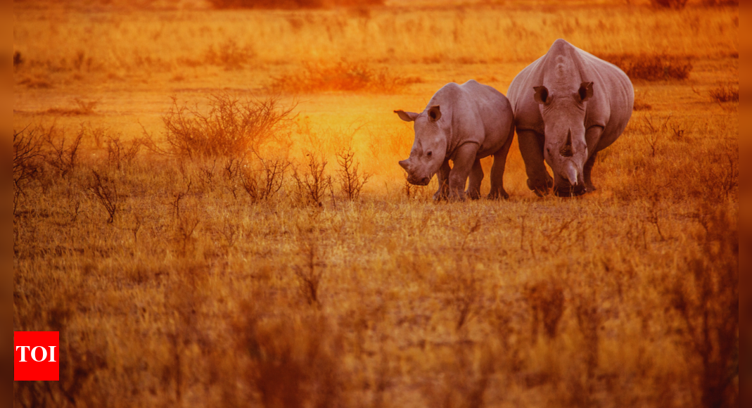 Radioactive horns: South Africa’s bold approach to rhino conservation