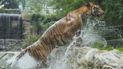 Tiger population tells success of India’s wildlife conservation story but challenges remain
