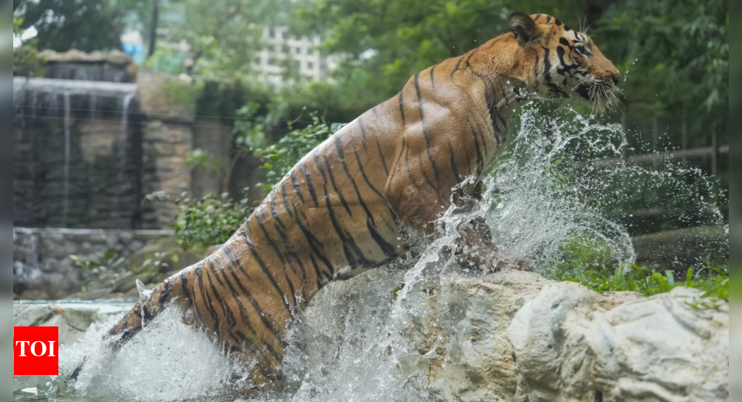 Tiger population tells success of India’s wildlife conservation story but challenges remain