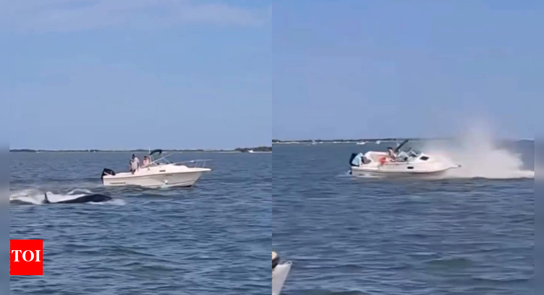 Watch: 20-foot-long whale killed after boat collision; passenger thrown overboard