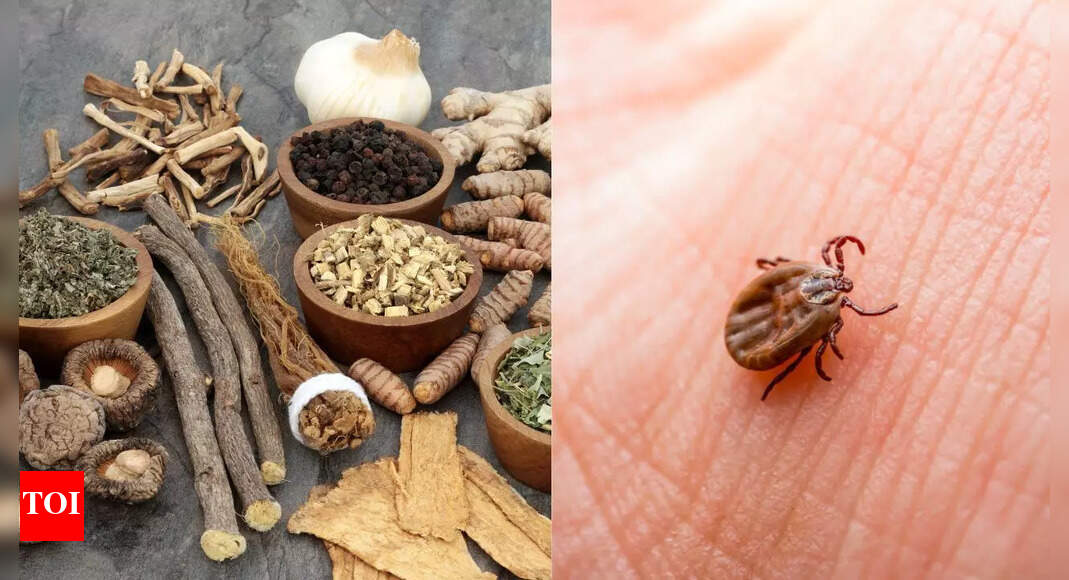 6 Powerful herbs for Lyme Disease: Natural remedies that support recovery from tick-borne infections | – Times of India