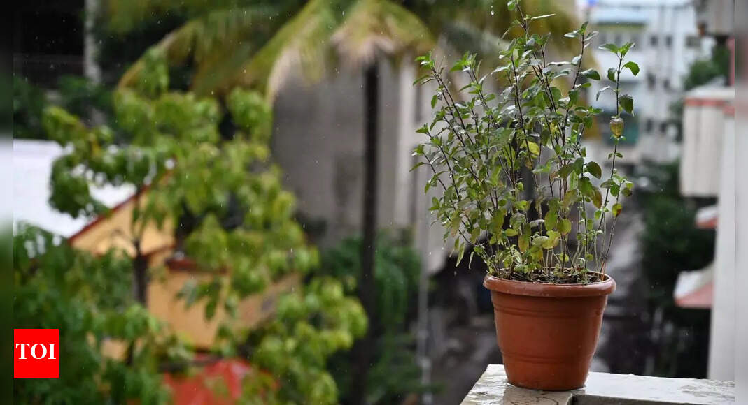Why every home needs a tulsi plant: 9 powerful health and spiritual benefits | – Times of India