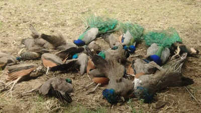 Month after 5 tiger deaths, 20 peacocks found dead under mysterious circumstances in Karnataka village; probe on