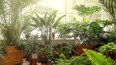 8 self-renewing plants that grow forever after a single planting