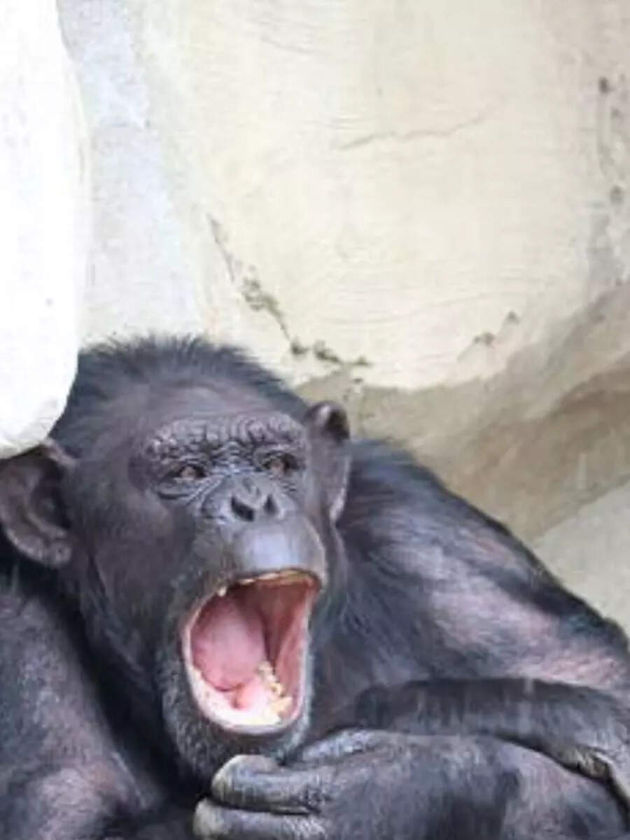 10 animals who are known to throw toddler like tantrums!