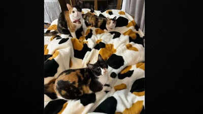 Can you spot the fourth cat in this mind-bending photo? Most people can't