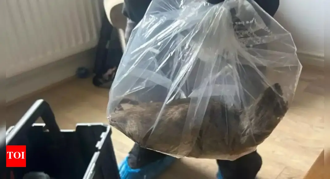 'Bigger than my grown cat': Massive 22-inch rat in UK home; residents call for action