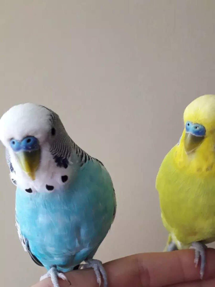 10 things to know before getting Budgerigars (Budgies) as pets