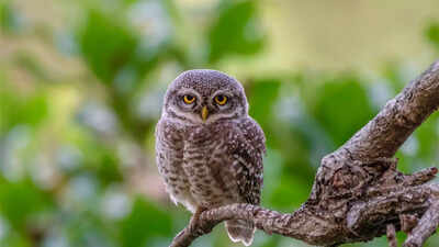 Where to see the rare forest owlet in India: 7 top destinations for birdwatchers