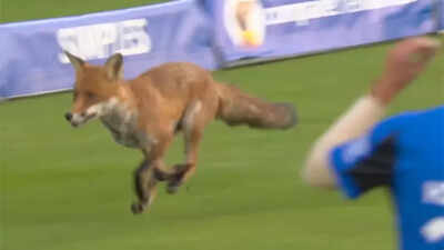 Fox on the field! Lord’s crowd erupts as wild visitor interrupts The Hundred 2025 season opener - Watch