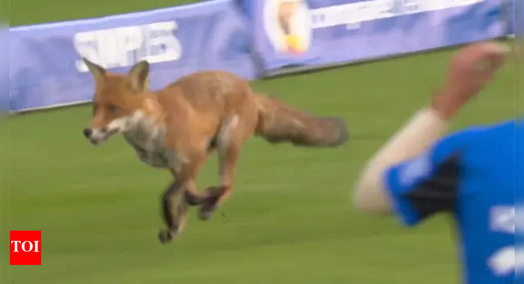 Fox on the field! Lord’s crowd erupts as wild visitor interrupts The Hundred 2025 season opener – Watch | Cricket News – Times of India