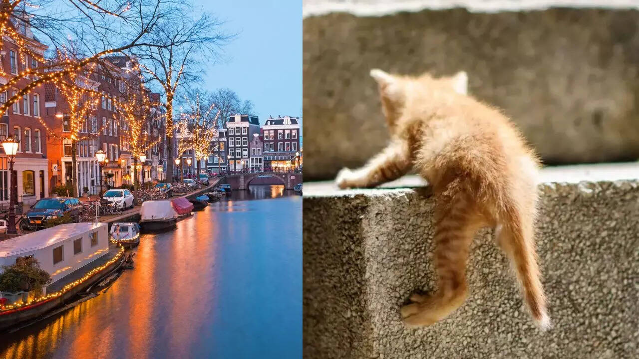 This European city is investing 100,000 Euros in tiny staircases to save cats– and the reason is heartwarming | World News - Times of India