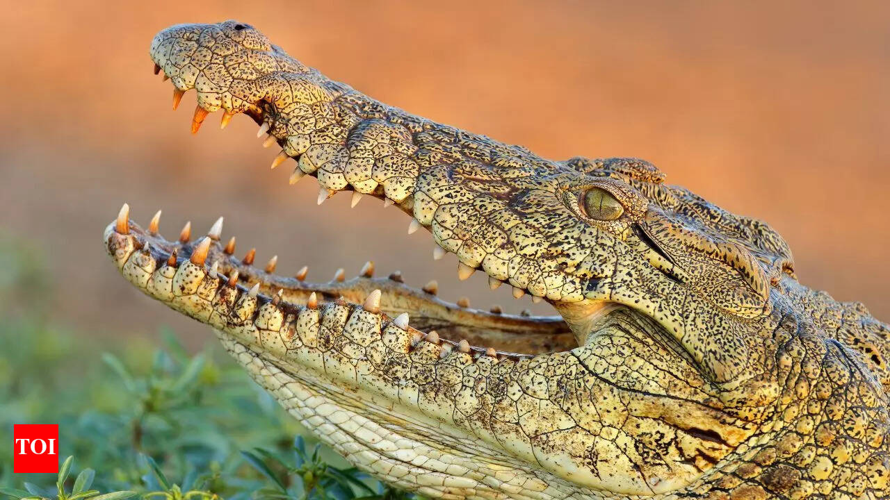 Top 5 most deadly crocodile species in the world | - Times of India