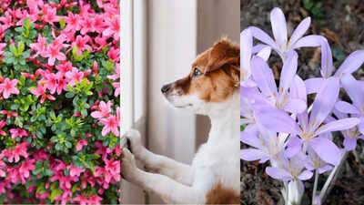 10 common plants you should not have if you have a dog
