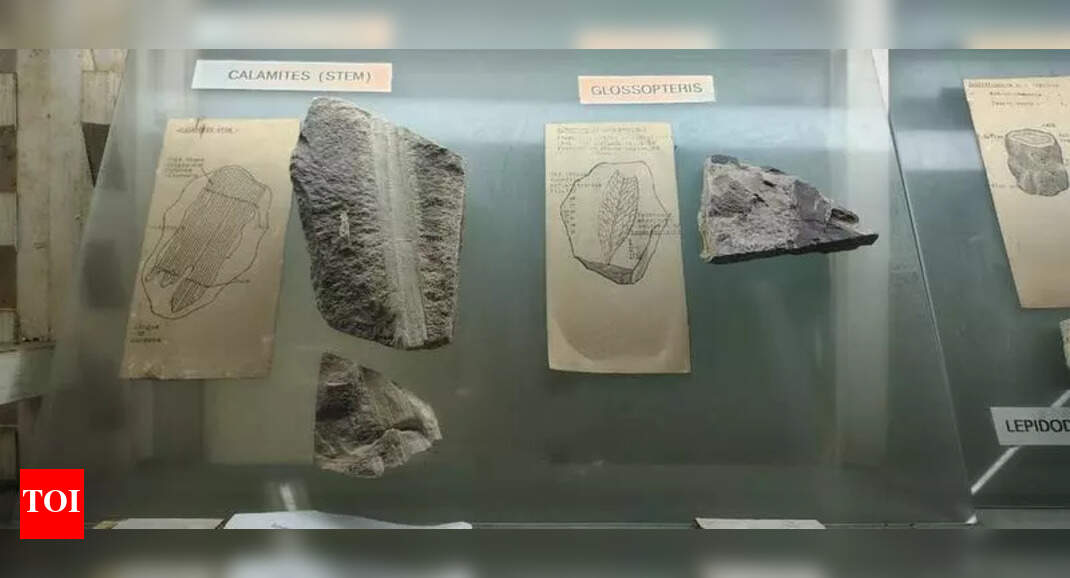 Andhra University botany museum joins national science hall of fame