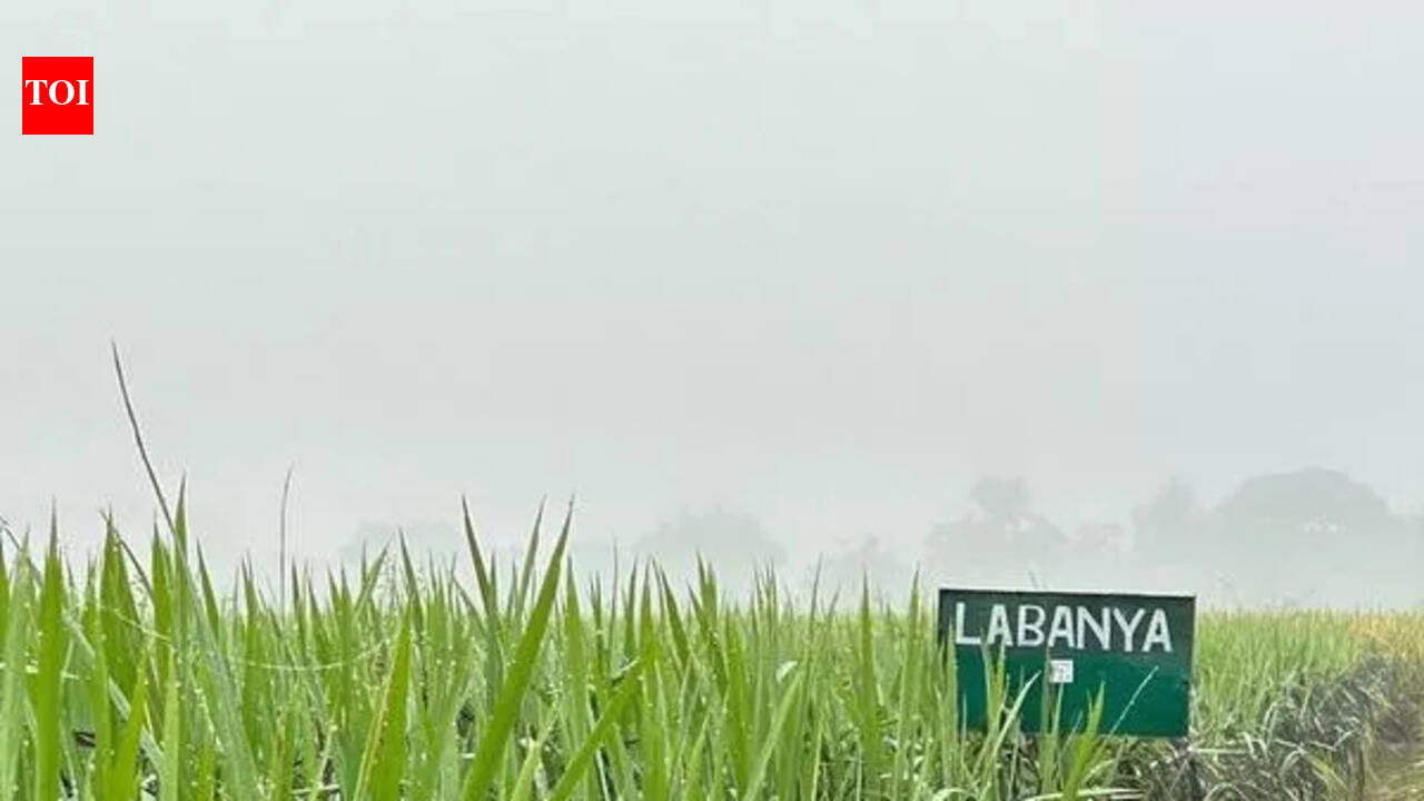 ‘Labanya’ brings superfood nutrition to plates | Guwahati News - The ...
