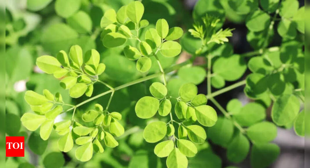 7 science-backed health benefits of Moringa you should know