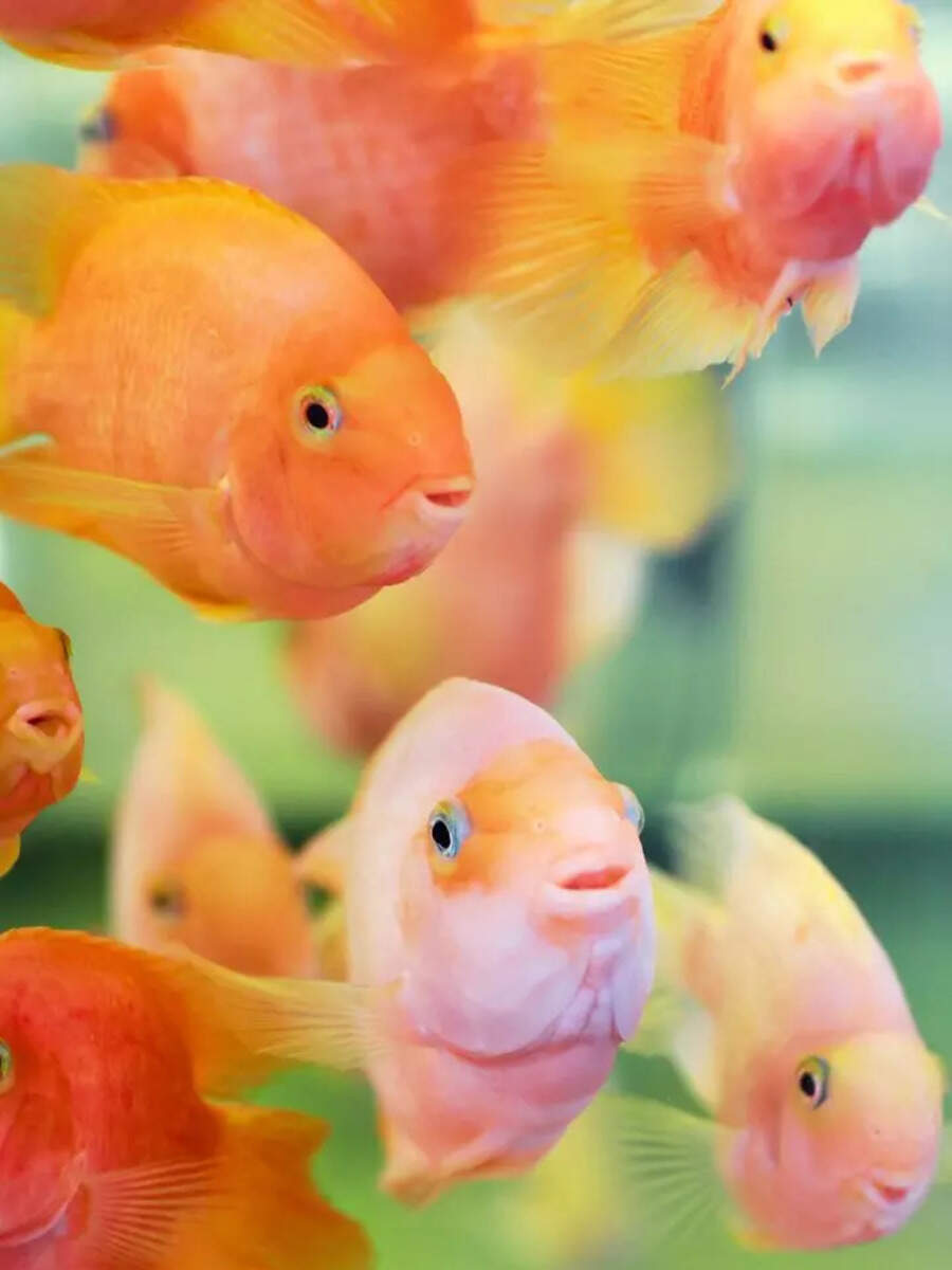 10 things to know before getting a Parrot fish