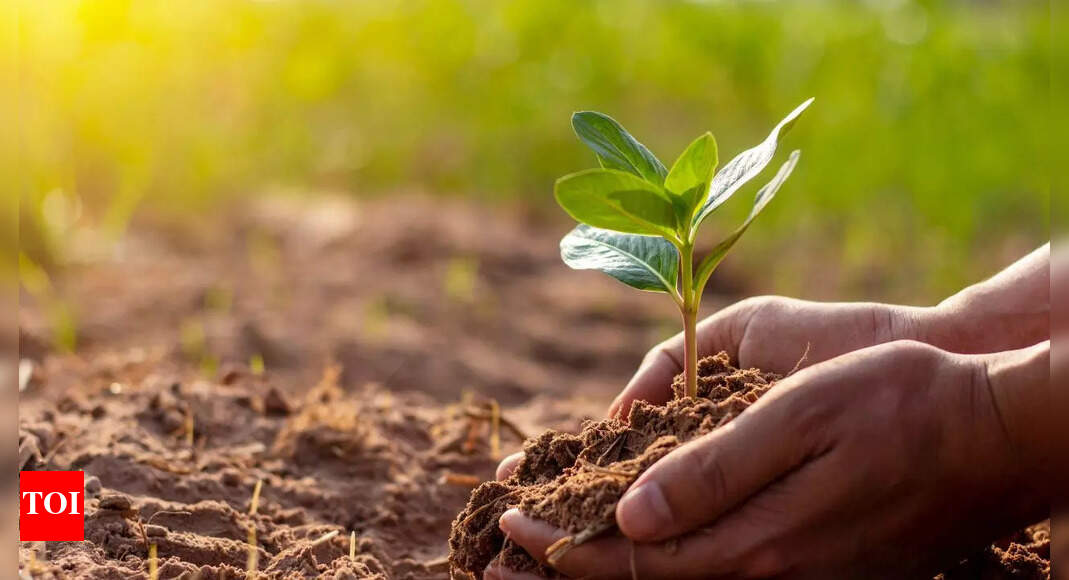 7 smart ways to use hydrogen peroxide for healthier plants: Treat fungus, root rot, and more | – Times of India