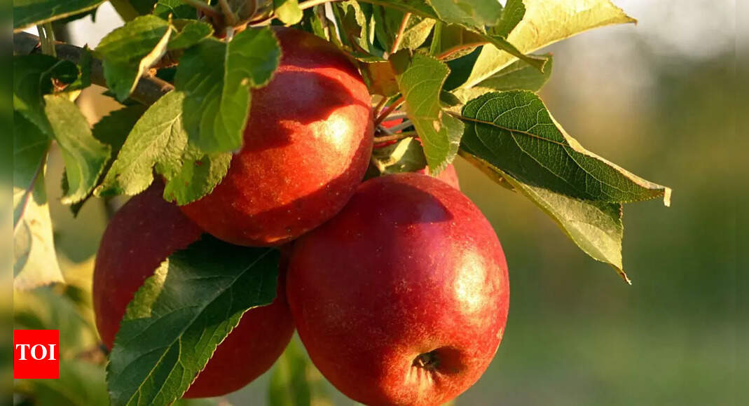Eating apples before bed: Is it healthy or harmful? | – Times of India