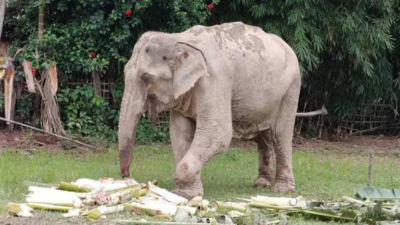  Crippled jumbo forced to trek 95km; sparks outrage in Assam