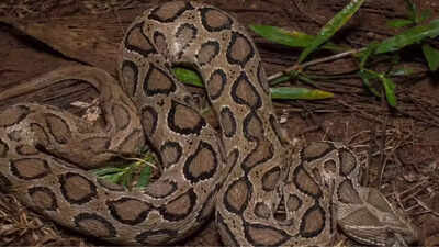 NEVER ignore this sound! Russell’s Viper’s ‘Whistle of Death’ is India’s silent killer—and it leaves no second chance
