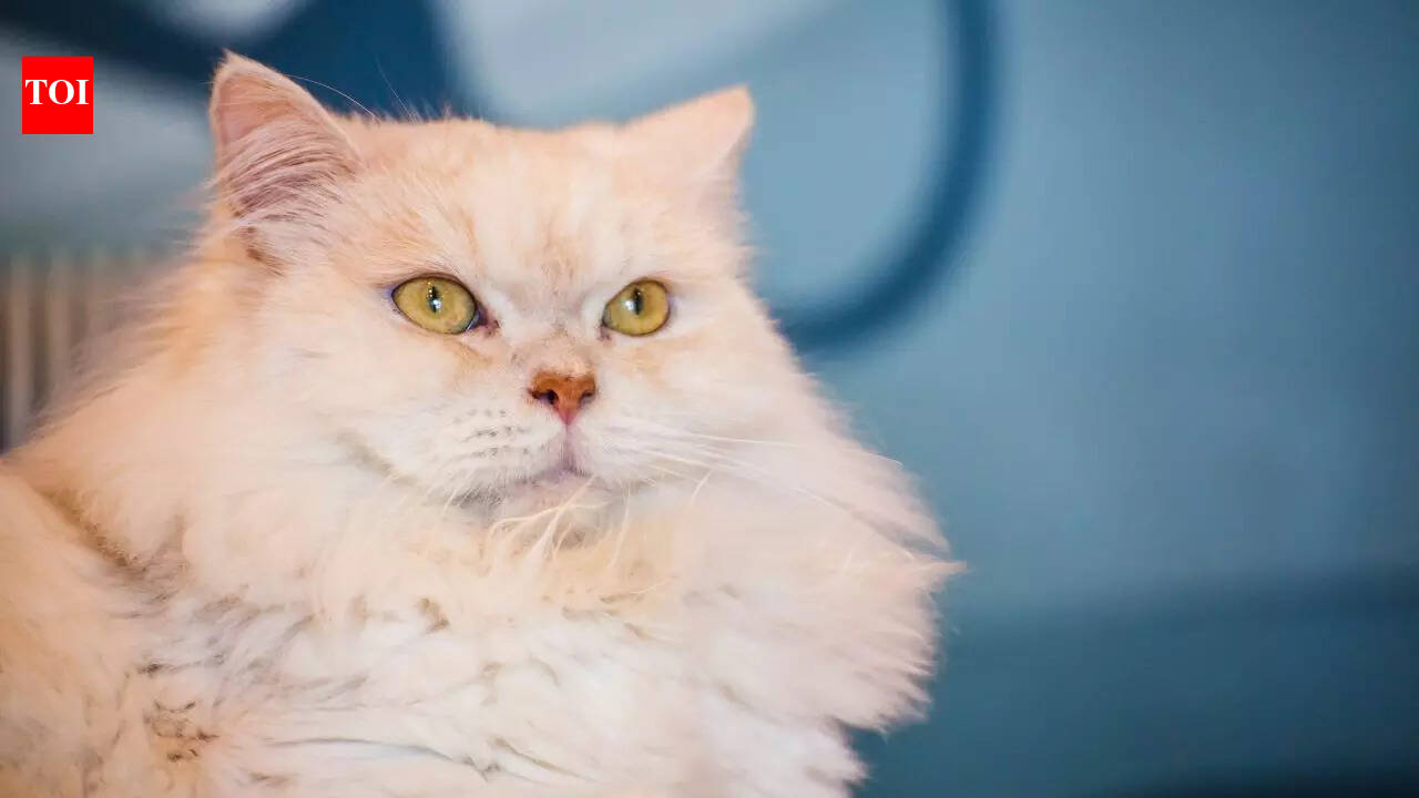 International Cat Day 2025: From Persian to Bengal Cat-- 5 most ...