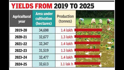 Despite Goa’s stable cultivation area, paddy production records a decline
