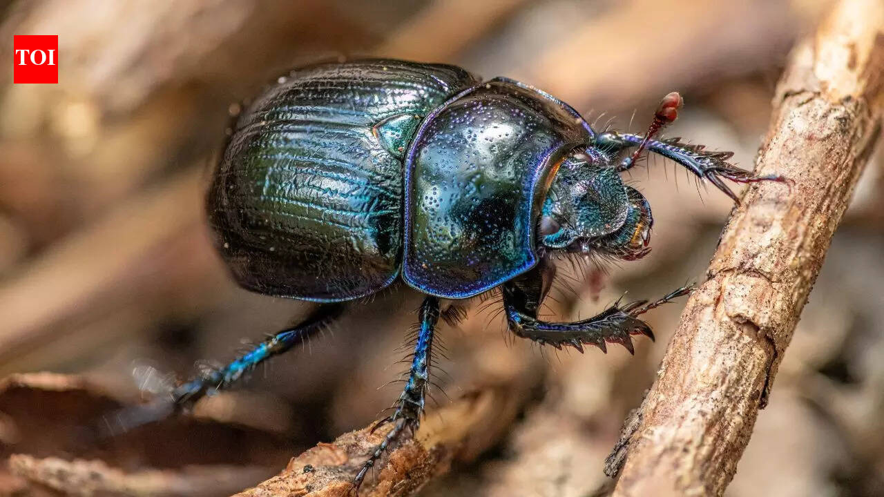 5 most expensive insects in the world and why