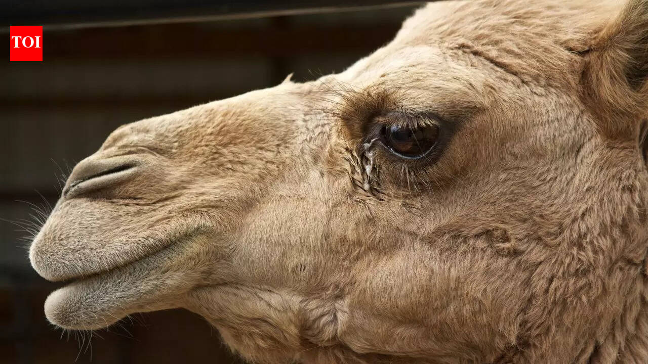 Fact check: Can camel tears neutralize the poison of thousands of snakes?