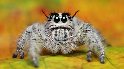 Facts about spiders that show their unique powers beyond the cringe we associate them with