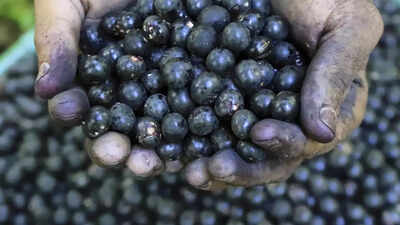 Why Trump's tariffs could be disaster for Brazil's acai industry, American consumers
