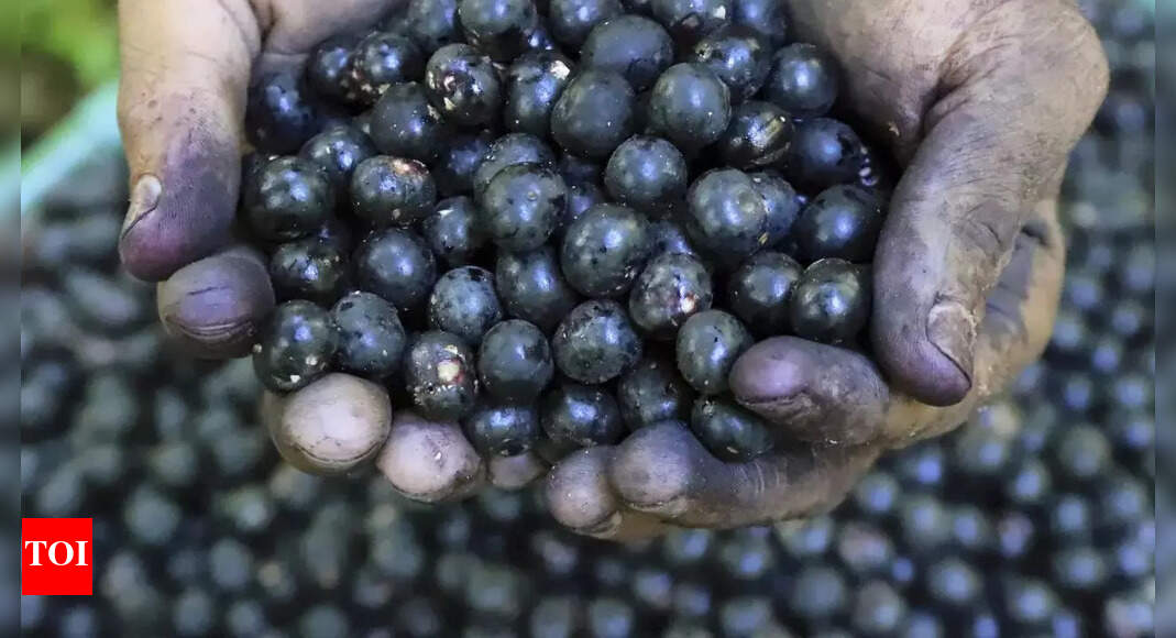 Why Trump's tariffs could be disaster for Brazil's acai industry, American consumers