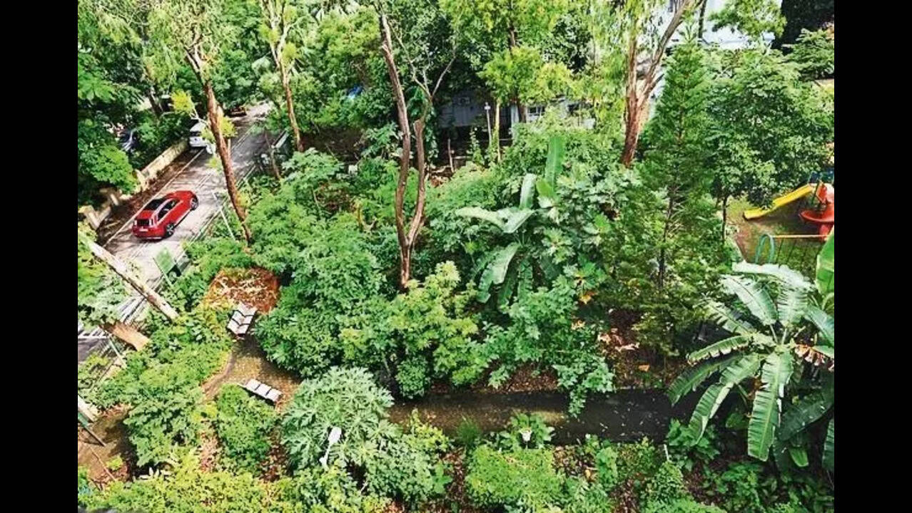 Move over Miyawaki, it's time for the food forest to rise and shine | Mumbai News - Times of India