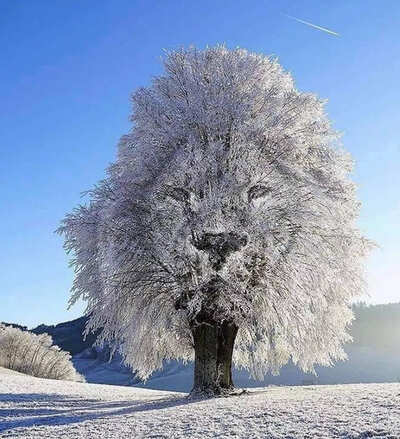 Optical illusion: Tree or Lion? What you see first shows how you behave in relationships