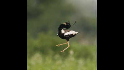 Lesser Florican faces near extinction in Raj grasslands