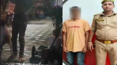  Lucknow man arrested for sexually abusing stray dog; case registered