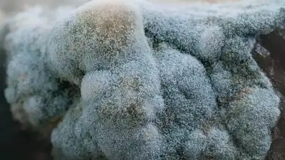 Deadly botulism outbreak due to broccoli in Italy leaves one dead, nine hospitalized — what to know