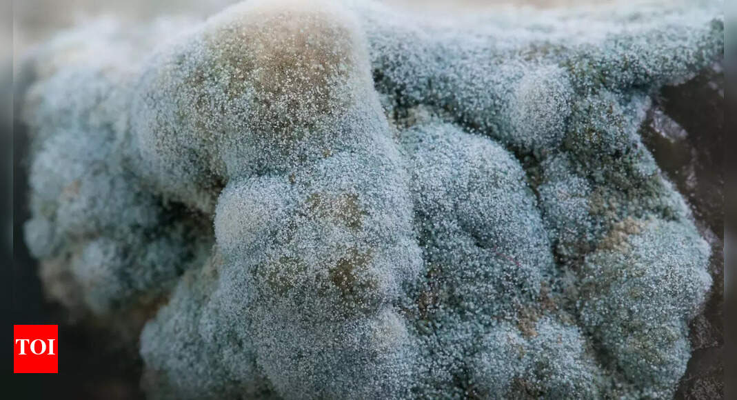 Deadly botulism outbreak due to broccoli in Italy leaves one dead, nine hospitalized — what to know |