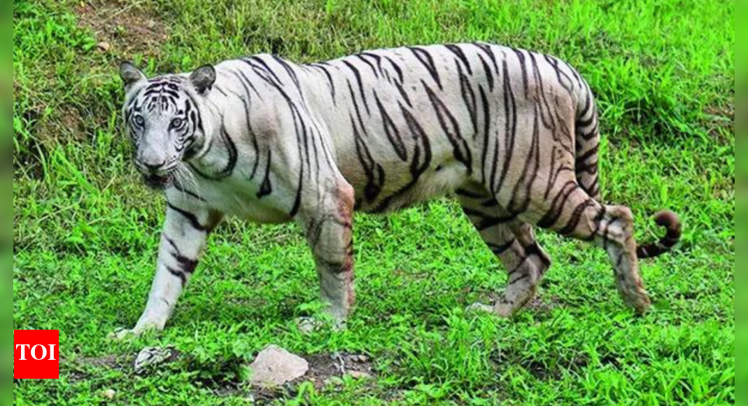 Whose white tiger is it? Turf war over shifting safari in MP