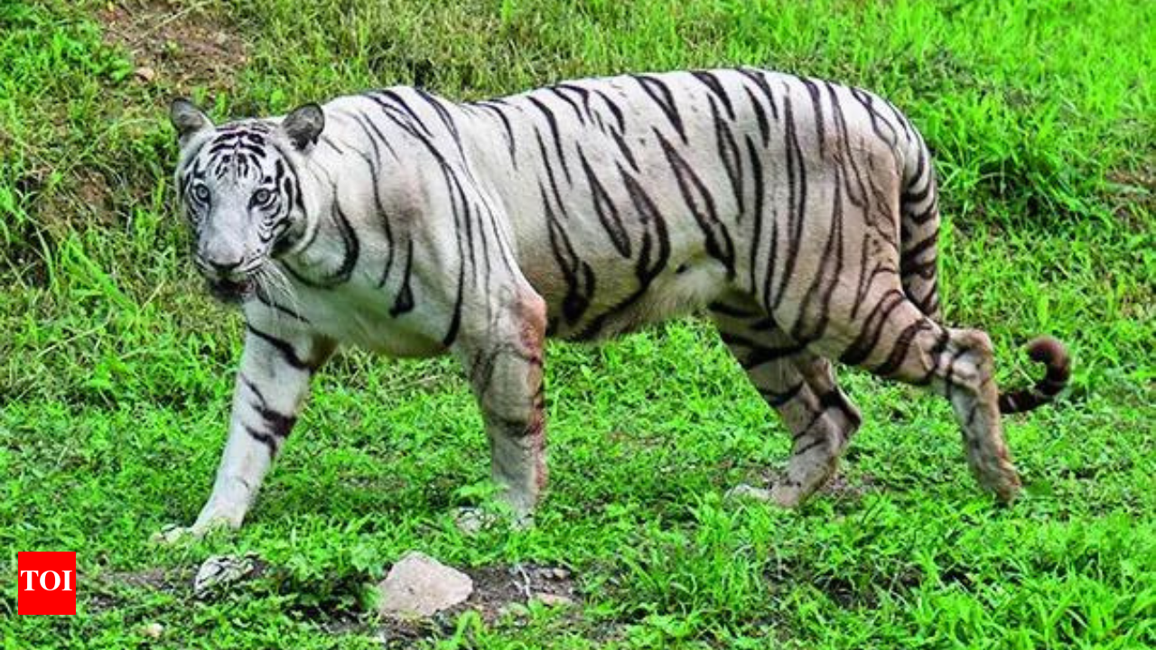 White Tigers Of Rewa In Madhya Pradesh